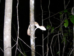Uroplatus