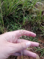 Eragrostis racemosa