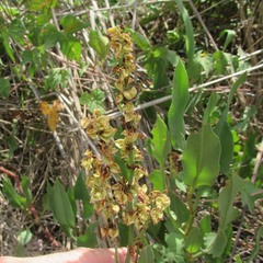 Rumex hastatulus