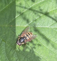 Sericomyia