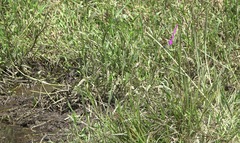 Potamarcha congener
