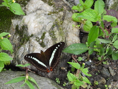 Sumalia