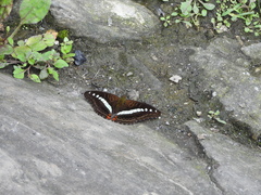 Sumalia