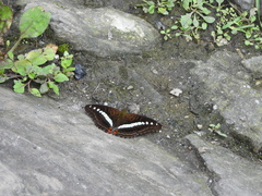 Sumalia