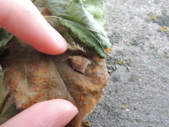 Pandemis cinnamomeana