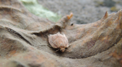 Pandemis cinnamomeana