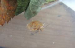 Pandemis cinnamomeana