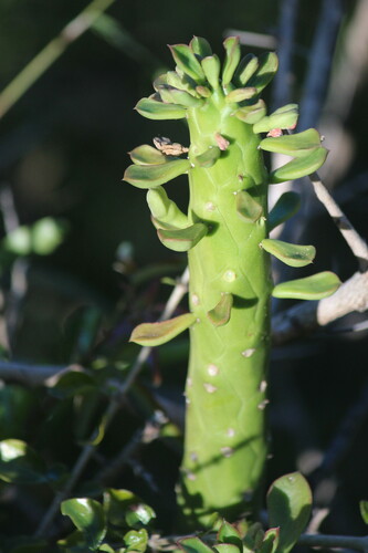 Euphorbia lugardiae