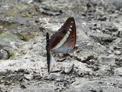 Sumalia