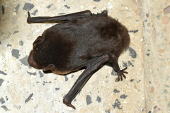 Anthony's Pipistrelle photo 5