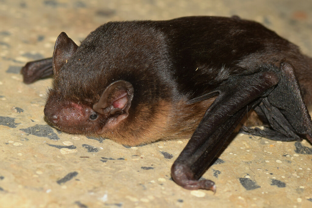 Anthony's Pipistrelle