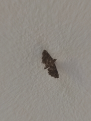 Sufetula diminutalis