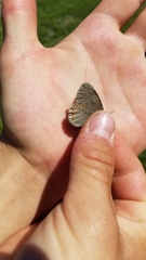 Coenonympha haydenii