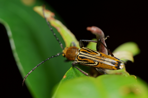 Trichoxys apelles thumbnail