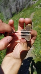 Coenonympha haydenii