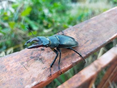 Lucanus cervus turcicus