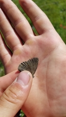Coenonympha haydenii