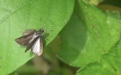 Aeromachus plumbeola