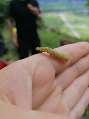 Abrostola asclepiadis