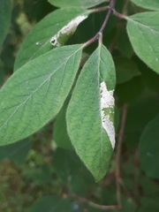 Phyllonorycter emberizaepenella