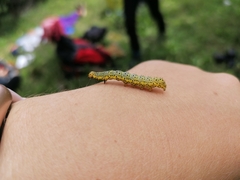 Abrostola asclepiadis
