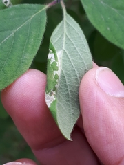 Phyllonorycter emberizaepenella