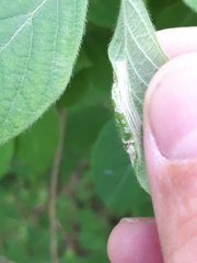 Phyllonorycter emberizaepenella