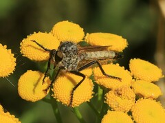Eutolmus rufibarbis