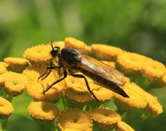 Eutolmus rufibarbis