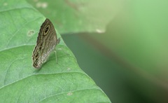 Ypthima stellera