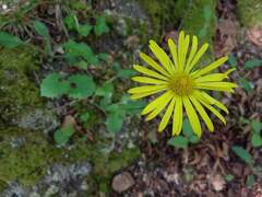 Doronicum caucasicum