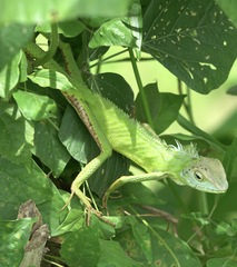 Bronchocela