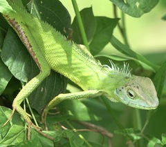 Bronchocela