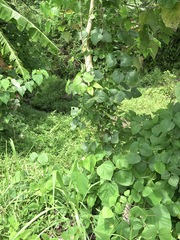 Bronchocela