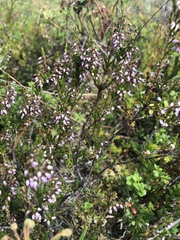 Calluna vulgaris