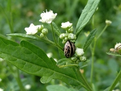 Zygogramma malvae