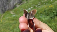 Coenonympha haydenii