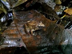 Limnonectes limborgi