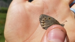 Coenonympha haydenii