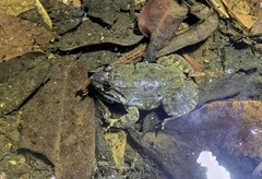 Limnonectes taylori
