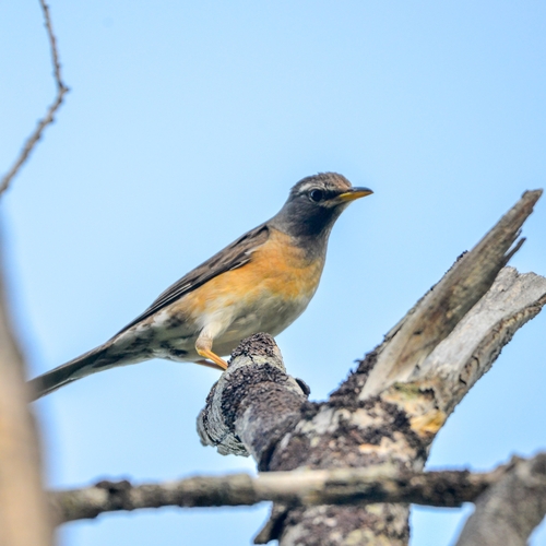 Zorzal rojigrís (Turdus obscurus)