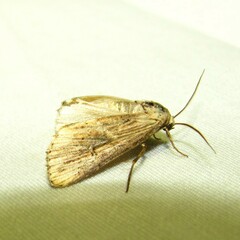 Crambodes talidiformis