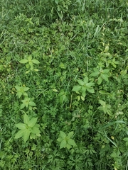 Impatiens glandulifera