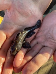 Neogobius melanostomus