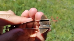 Coenonympha haydenii