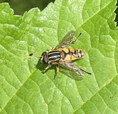 Helophilus pendulus