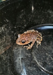 Leptobrachium promustache