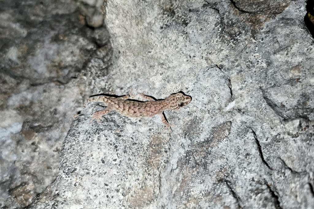 Jinping Dwarf Gecko