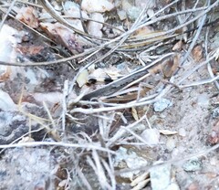 Ramburiella hispanica
