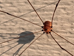 Leiobunum aldrichi